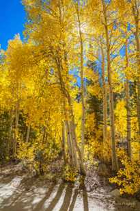 Aspens on road to North Lake-5563.jpg Aspens on road to North Lake-5563.jpg